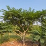 Moringa Oleifera: The Miracle Tree Garnering Global Scientific Acclaim