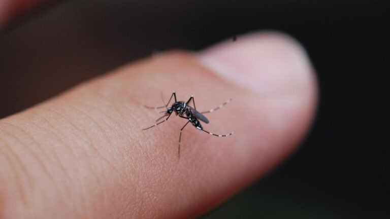 Zimbabwe Intensifies Malaria Battle