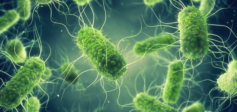 Uganda’s Vulnerable Region Grapples with Salmonella