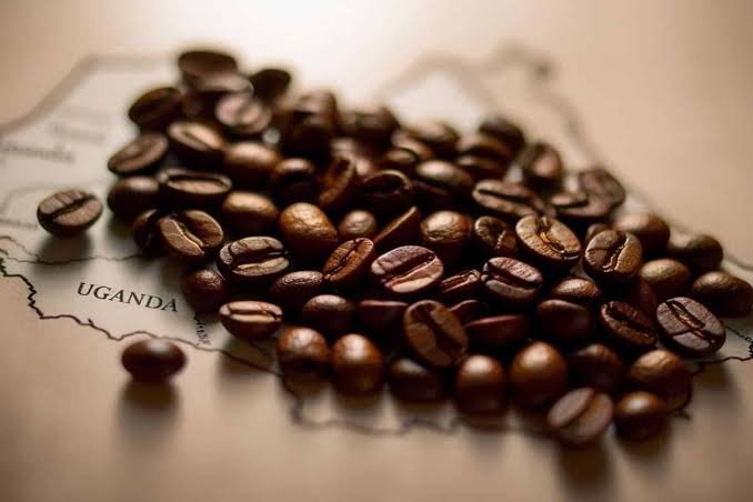 From Bean to Brilliance