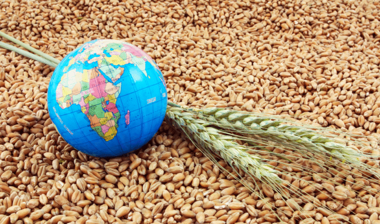 Zimbabwe’s Maize Import Ban Sends Shockwaves Through Regional Trade and Food Security