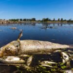 Fishing in Filth: Lake Chivero