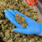 Weed is Good? Exploring the Science