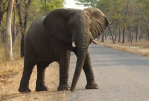 Wildlife Attacks Claim 62 Lives as Human-Animal Conflict Intensifies Across Zimbabwe