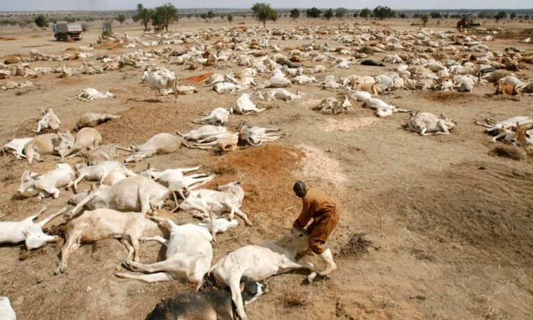 Failed Rains Deepen Kenya Drought Crisis as Livestock Deaths Mount